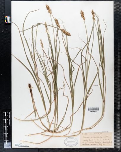 Carex tribuloides
