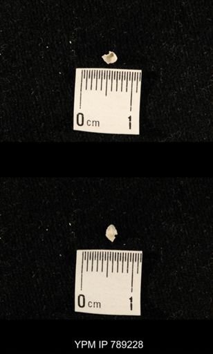 undet. Brachiopoda