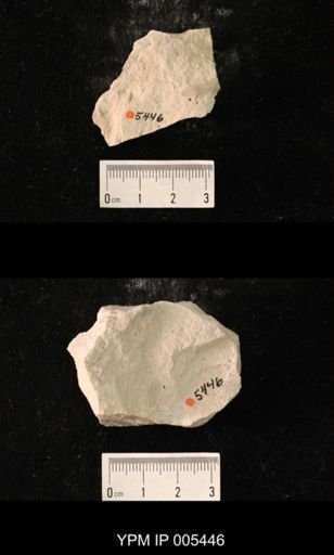 Protereisma gracile