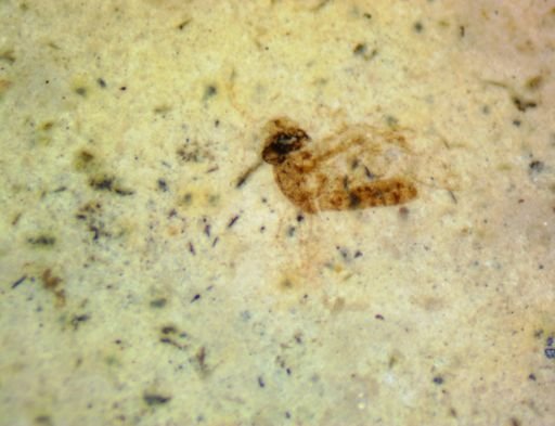 undet. Diptera