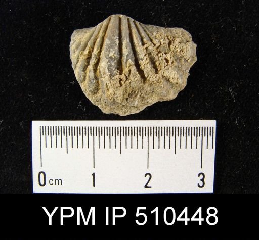 undet. Strophomenida