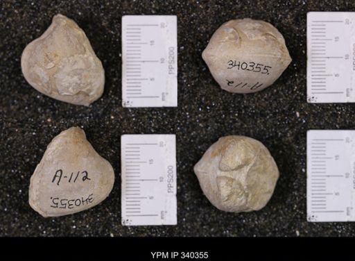 Isocardia washita