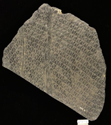 Lepidodendron clypeatum