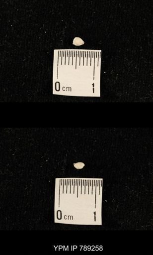 undet. Brachiopoda