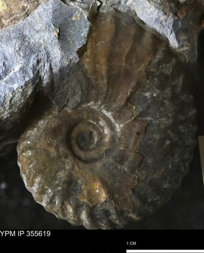 undet. Scaphitidae