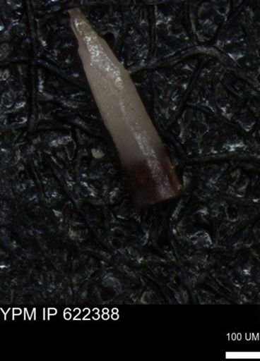 undet. Echinoidea