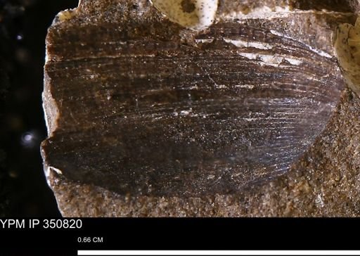 Limopsis striatopunctatus