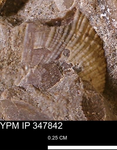 undet. Bivalvia