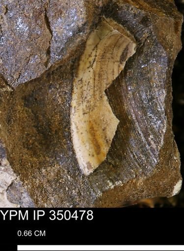 Limopsis striatopunctatus