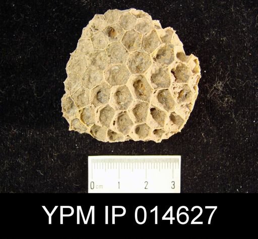 Michelinia sp.