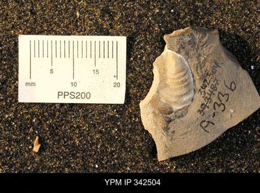 Tenuipteria fibrosa