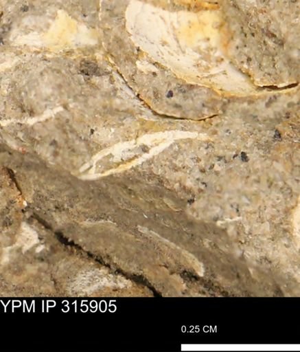 undet. Mollusca