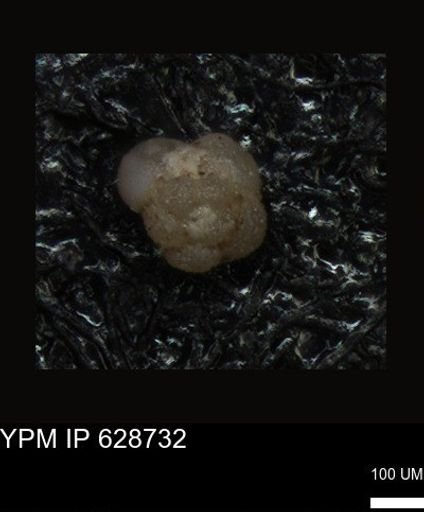 undet. Foraminiferida