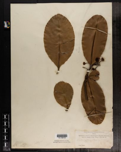 Plantae