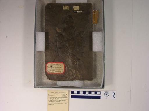 Anchisauripus tuberosus