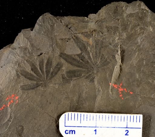 Asterophyllites latifolia