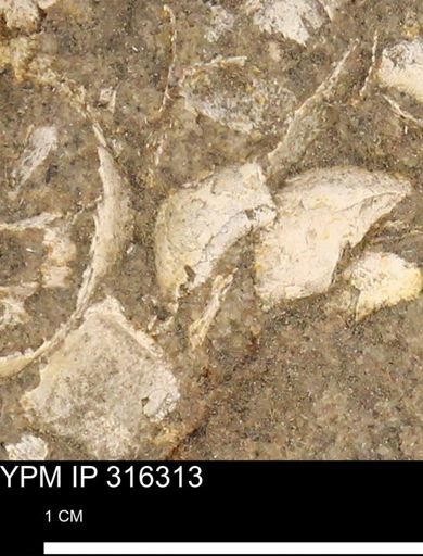 undet. Mollusca