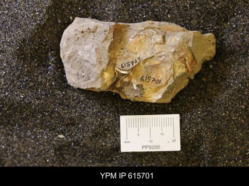 undet. Bivalvia