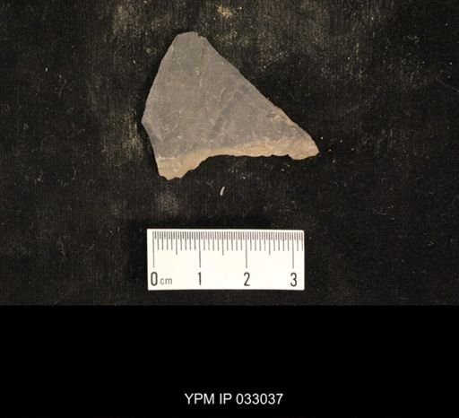 Mormolucoides articulatus
