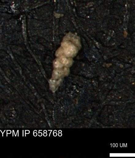 Verneuilinoides kansasensis