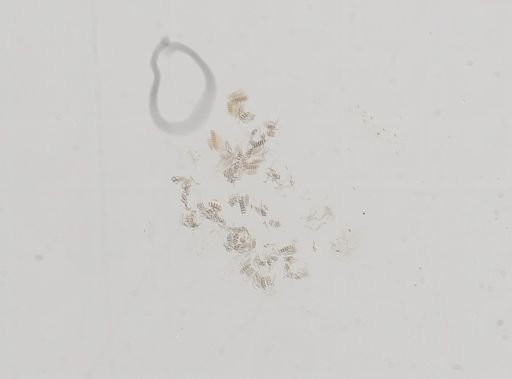 Cochliopa rowelli