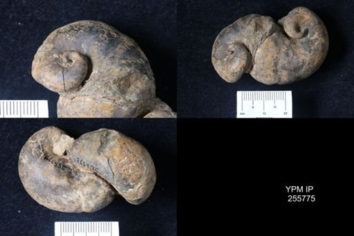 Platyceratidae