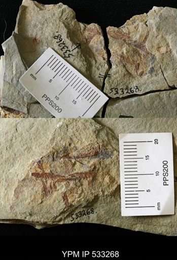 undet. Graptolithina