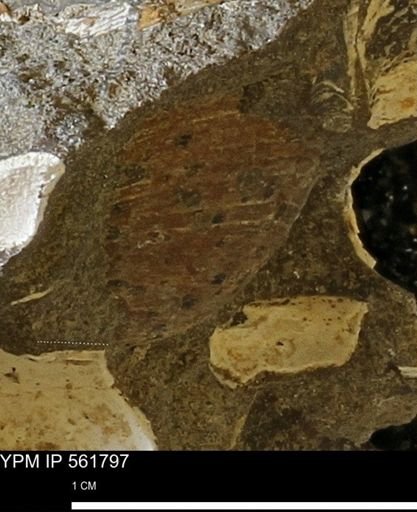 undet. Mollusca