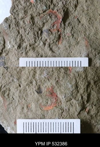 undet. Arthropoda
