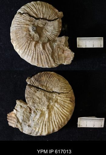 Prionocyclus sp.