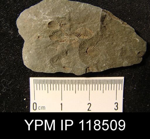 Camarotoechia nucula planosugosa