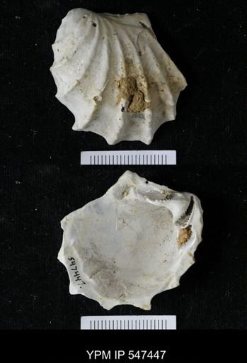 Pterotrigonia sp.
