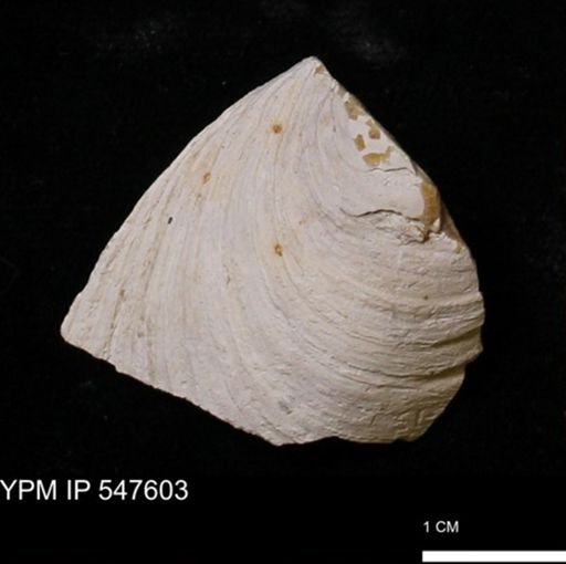 Mya arenaria