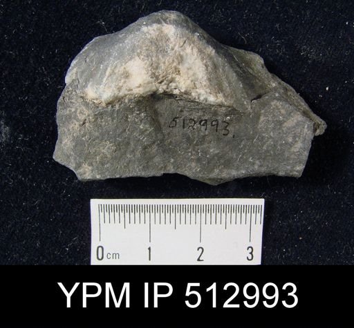 Brachythyris sp.
