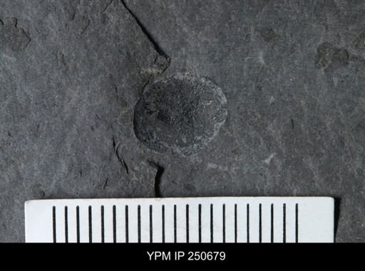 undet. Eurypterida