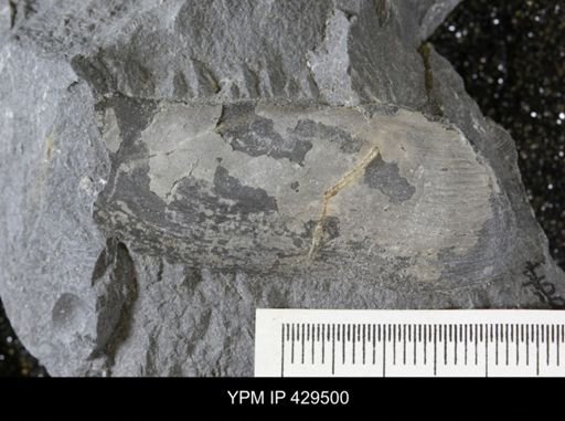 Modiomorpha sp.