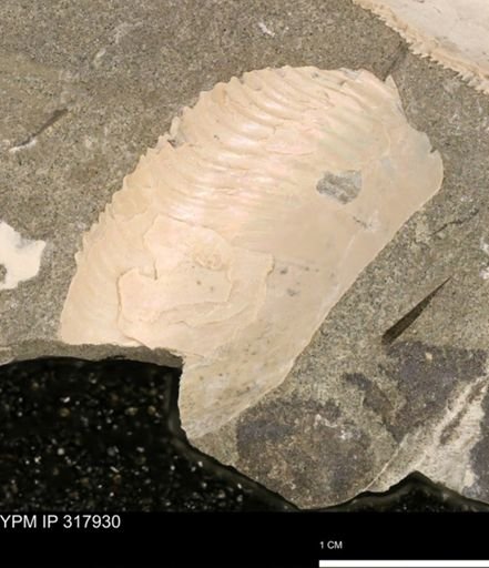 Hoploscaphites sp.