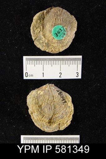 Atrypa sp.