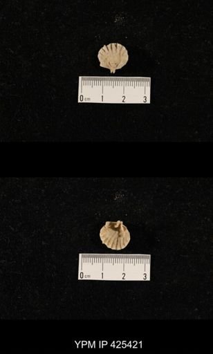Meekella skenoides