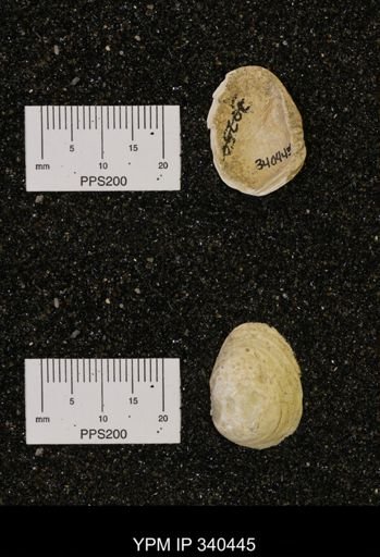 Corbicula subelliptica