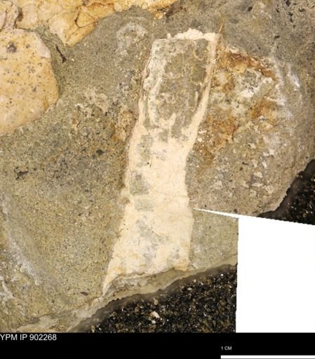 Baculites sp.