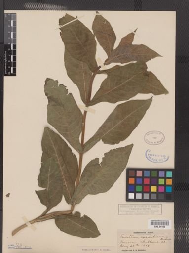 Triosteum aurantiacum