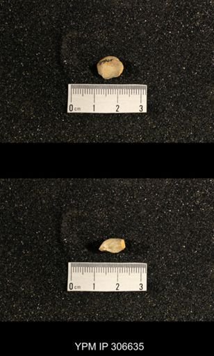 Phestia bellistriata