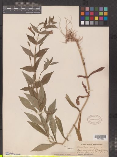 Mimulus ringens