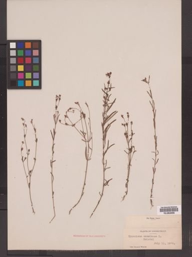 Hypericum canadense