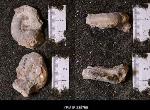 Scaphites whitfieldi