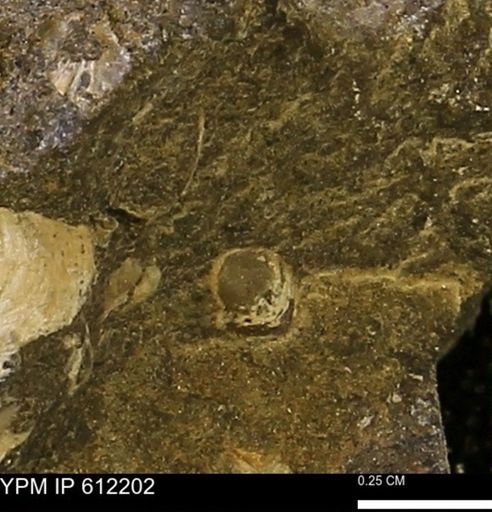 undet. Bivalvia
