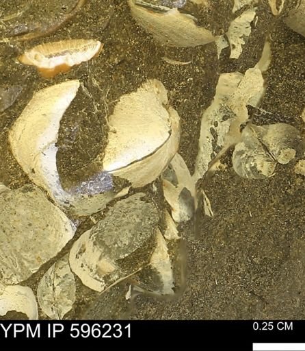 Limopsis striatopunctatus