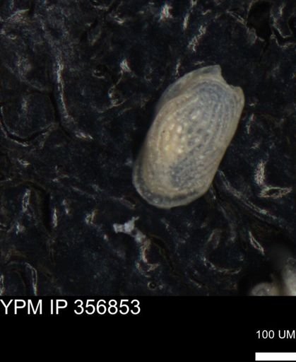 undet. Ostracoda