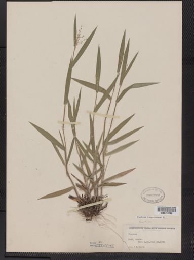 Panicum lanuginosum